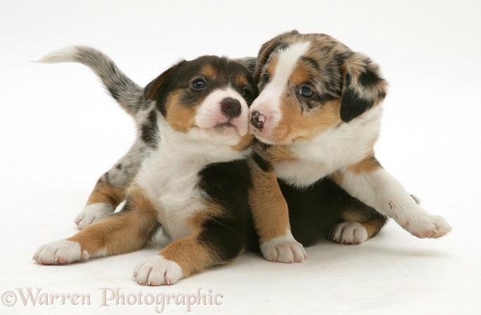 Merle & tricolour Border Collie pups, 8 weeks old, white background