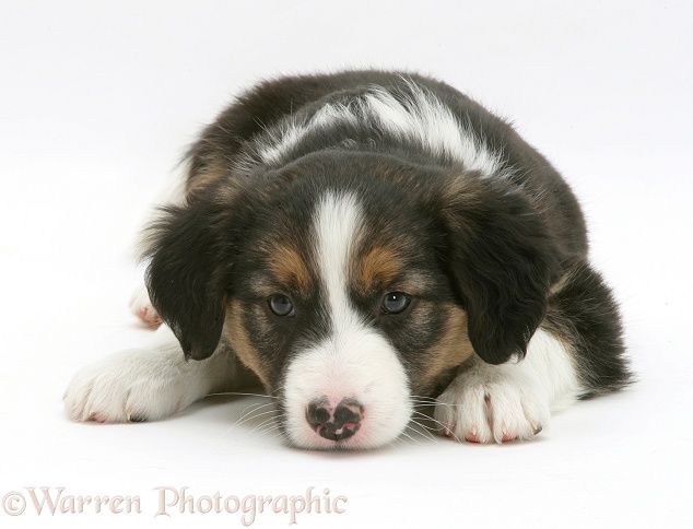 Tricolour Border Collie pup, 8 weeks old, white background