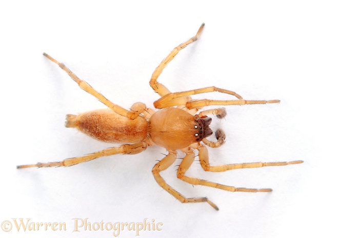 Spider (Clubiona stagnatilis) male, white background