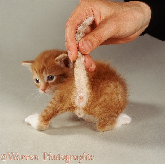 Sexing a kitten - ginger male, 28 days old