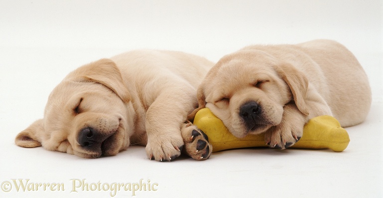 Two Yellow Labrador Retriever pups, 5 weeks old, asleep on a yellow rubber bone, white background