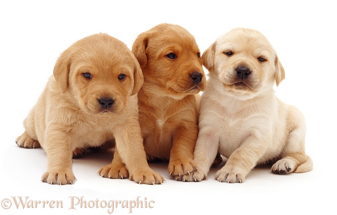 Trio of Labrador puppies, white background