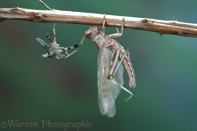 Desert Locust (Schistocerca gregaria) adult emerging from nymphal skin.  Series of six No. 5.  Africa and southern Europe