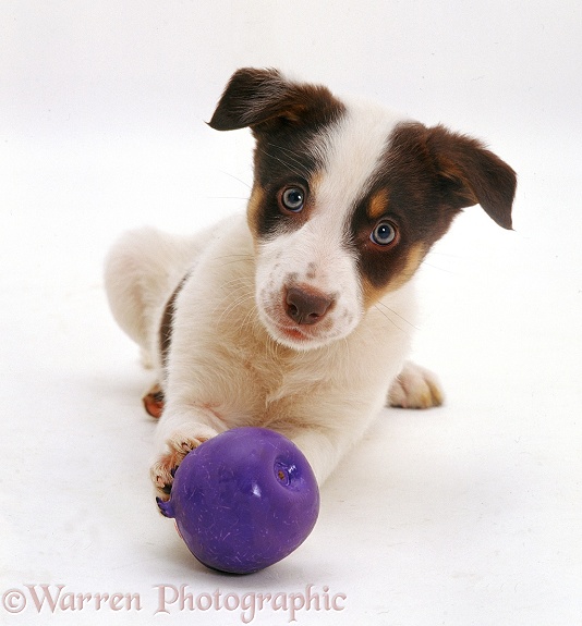 Chocolate tricolour Border Collie-cross bitch pup Hesta, 9weeksold, with a purple squeaky ball, white background