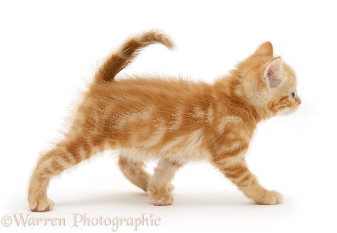 Ginger kitten, Benedict, walking across, white background