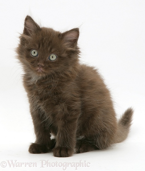 Chocolate fluffy kitten, white background