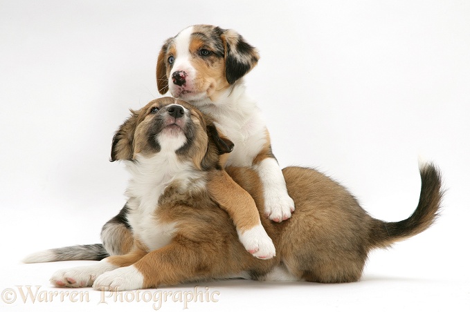 Merle & sable Border Collie pups, 8 weeks old, white background