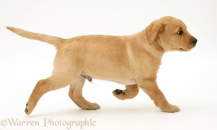 Yellow Labrador Retriever pup, 8 weeks old, running across, white background