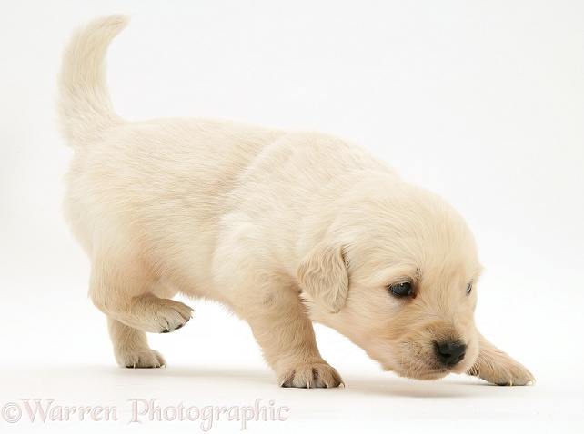 Golden Retriever puppy walking, white background