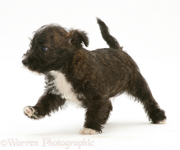 Westie x Jack Russell Terrier puppy, white background