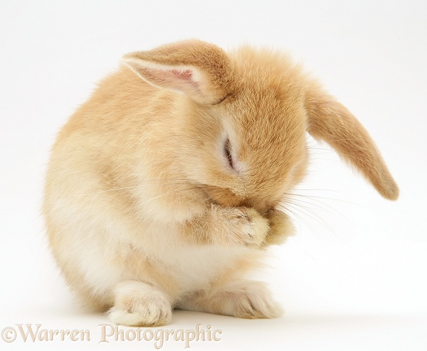 Baby Sandy Lop rabbit washing its paws, white background