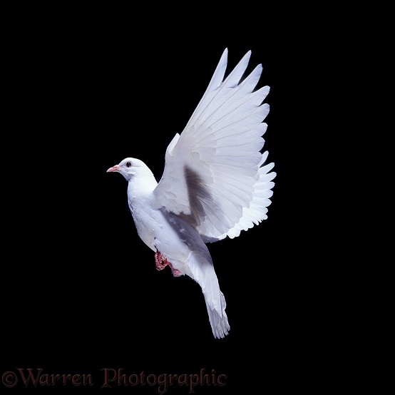 White dove (Columba livia) in flight.  Worldwide