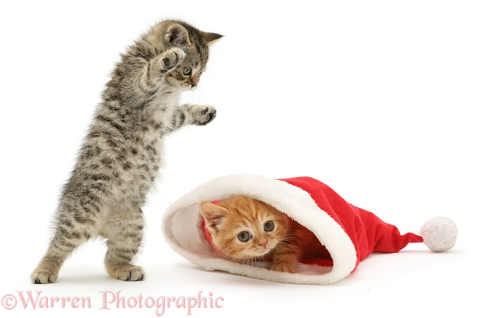 A playful tabby kitten pounces on a ginger kitten as he pokes his head out from a Father Christmas hat, white background