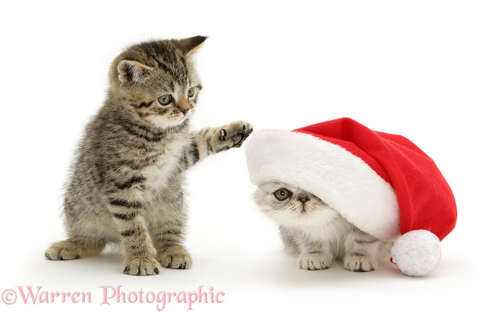 A playful tabby kitten dabs at a silver Exotic kitten in a Father Christmas hat, white background