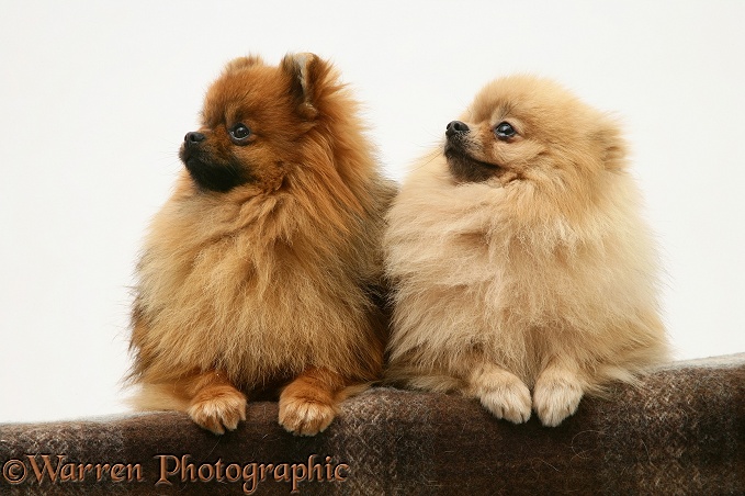 Two Pomeranians with paws over, white background