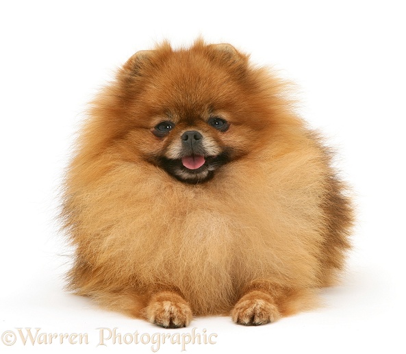 Pomeranian, white background