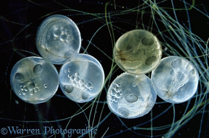 Three-spined Stickleback (Gasterosteus aculeatus) eggs showing developing embryos.  Europe, North America
