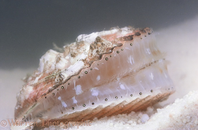 Queen Scallop (Chlamys opercularis) showing rudimentary eyes.  Atlantic