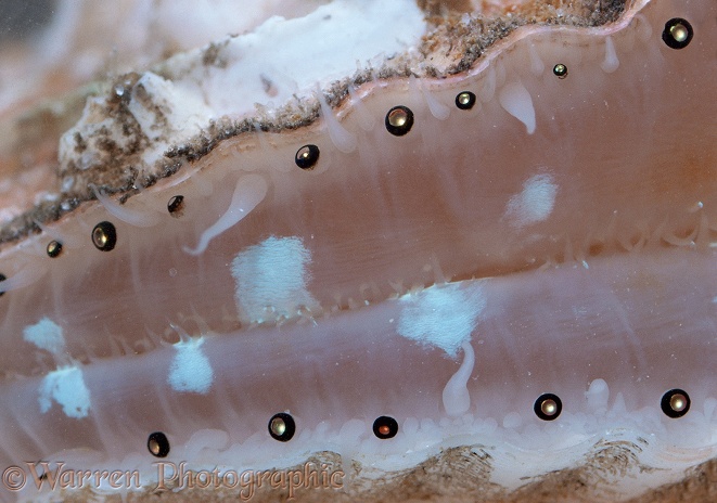 Queen Scallop (Chlamys opercularis) showing rudimentary eyes.  Atlantic