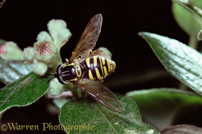 Hoverfly (Chrysotoxum cautum) on cotoneaster.  Europe