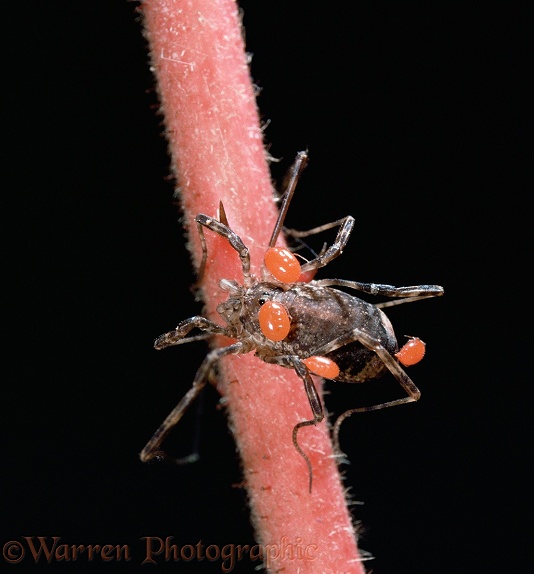 Harvestman (Odiellus spinosus) carrying parasitic mites.  Europe