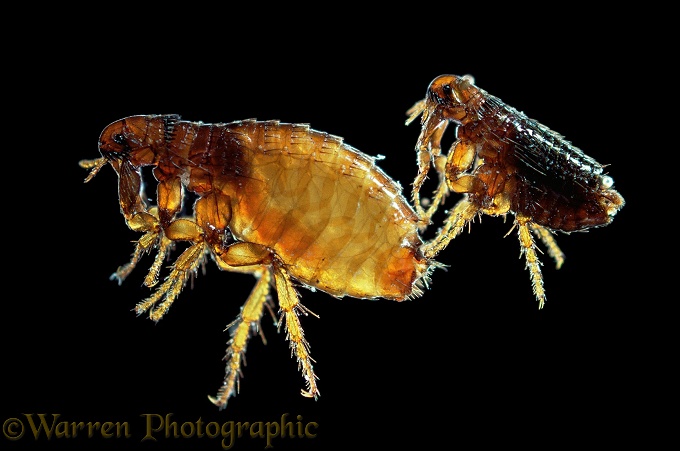 Dog flea (Ctenocephalides canis) male and female.  Worldwide