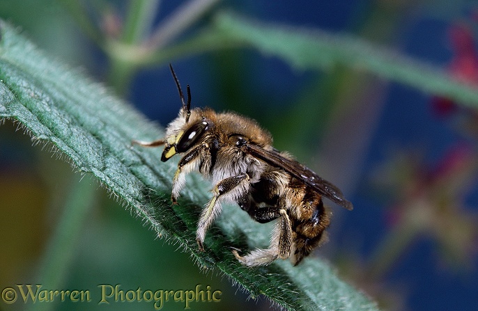 Wool-carder Bee (Anthidium manicatum) male.  Europe