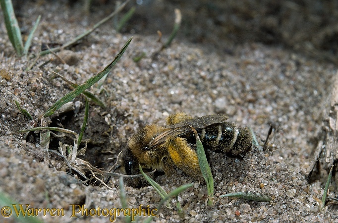 Hairy-legged Mining Bee (Dasypoda hirtipes) female excavating entrance to burrow.  Europe