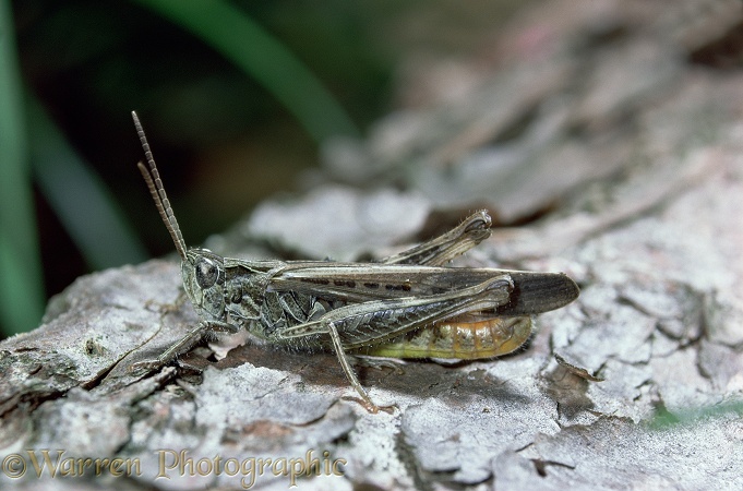 Common Field Grasshopper (Chorthippus brunneus).  Europe