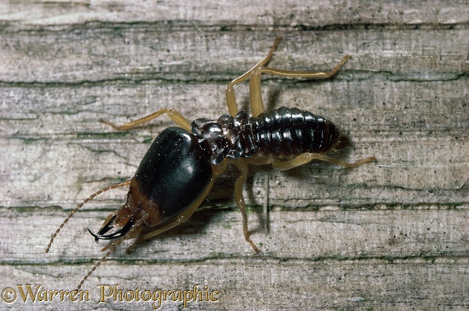 Termite (unidentified) soldier.  South east Asia