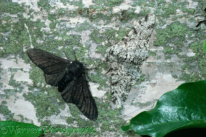 Peppered Moth (Biston betularia) normal and melanic forms on a birch trunk.  England