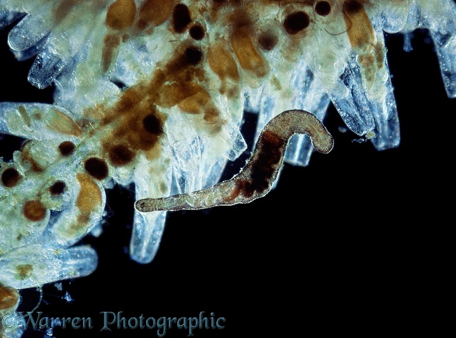 Commensal marine polychaete worm with bryozoan host.  North Atlantic