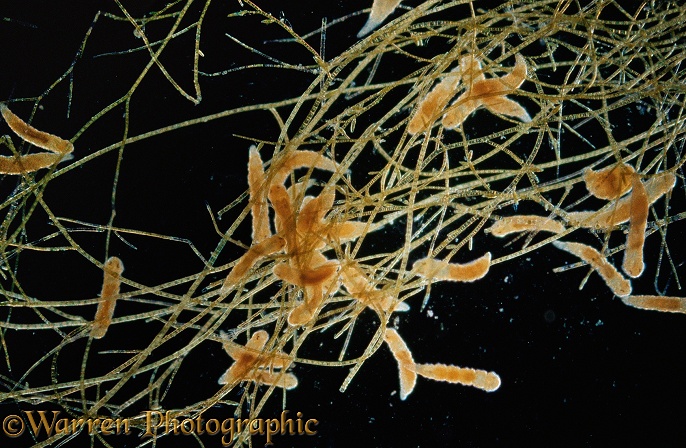 Microscopic marine annelid worm (probably Dinophilus species).  North Atlantic