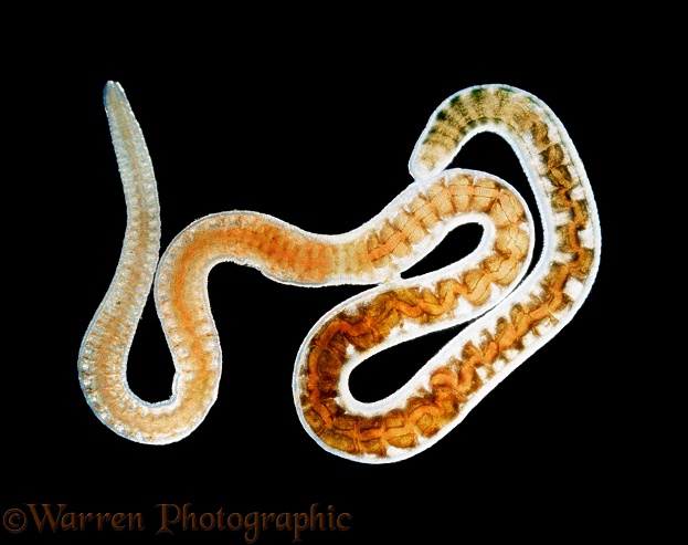 Freshwater worm (Tubifex).  Worldwide