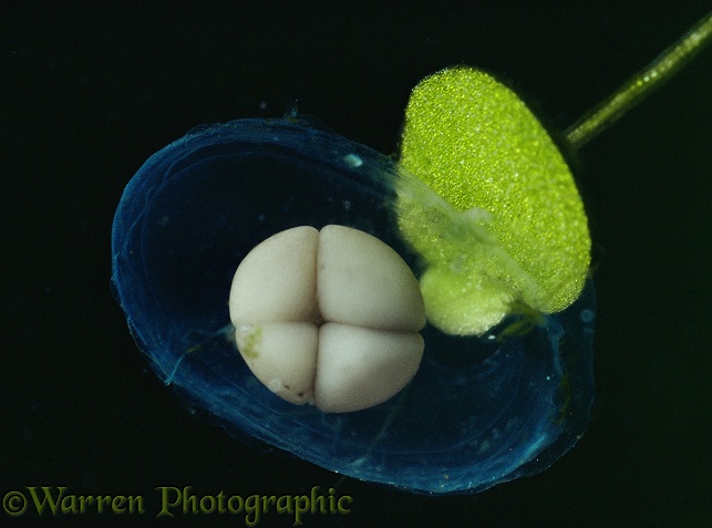 Common Newt (Triturus vulgaris) egg development series No3 of 7.  Europe