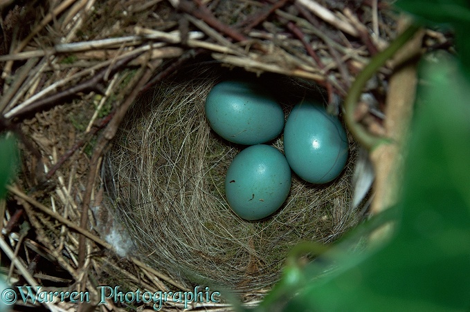Dunnock or Hedge Sparrow (Prunella modularis) nest with eggs.  Europe