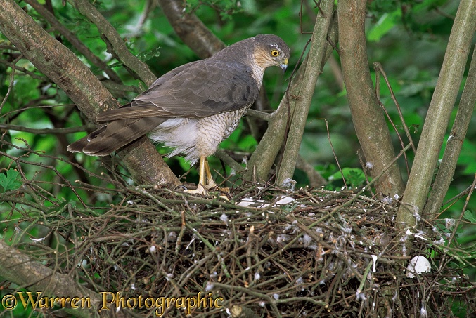 Sparrowhawk (Accipiter nisus) female at nest with newly hatched young.  Europe