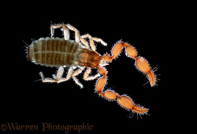 False Scorpion (Lamprochernes nodosus)