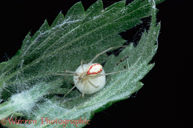 Spider (Enoplognatha ovata) female with egg sac on nettle.  Europe