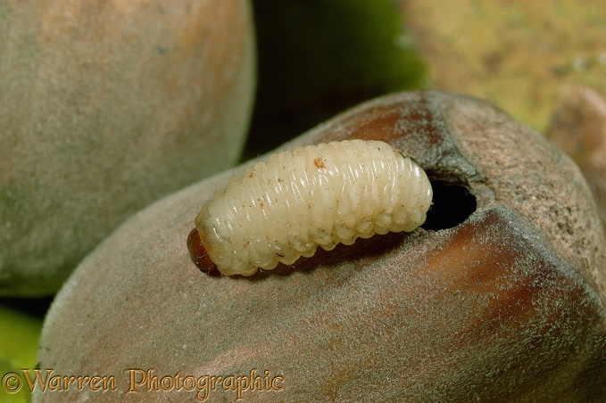 Nut Weevil (Curculio nucum) larva emerging from Hazel nut.  Europe