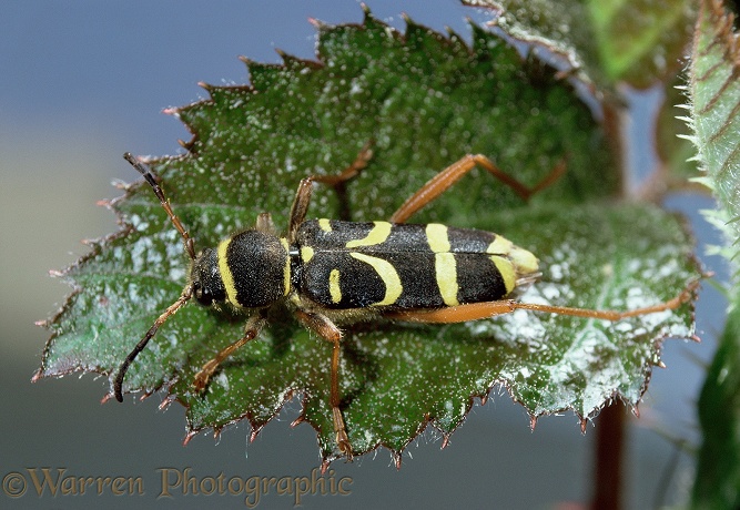 Wasp Beetle (Clytus arietus) on bramble leaf.  Europe