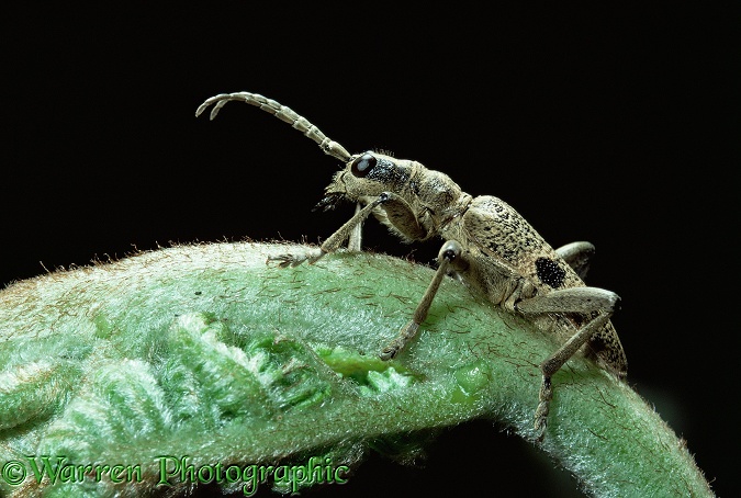 Wood Boring Beetle (Rhagium mordax) on bracken.  Europe