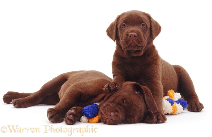 Two Chocolate Labrador Retriever pups, 6 weeks old, white background