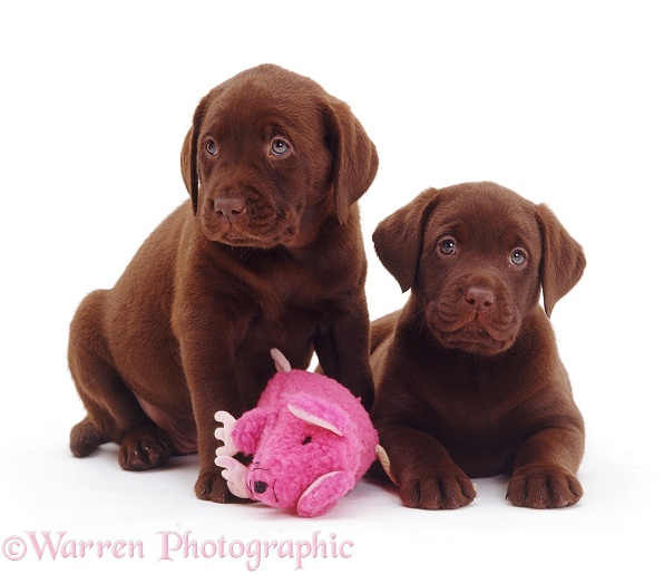 Two Chocolate Labrador Retriever pups, 6 weeks old, white background