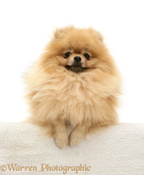 Pomeranian with paws over, white background