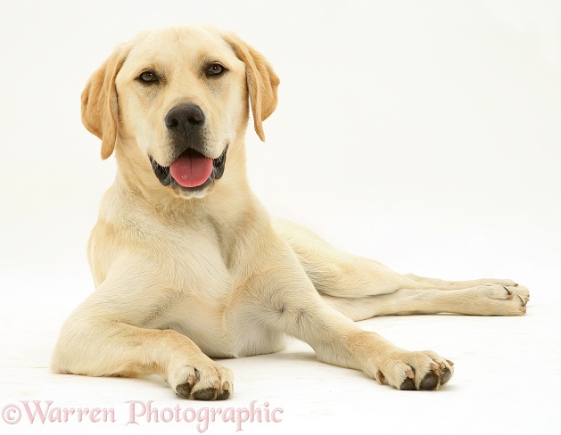 Yellow Labrador dog, Jasper, white background