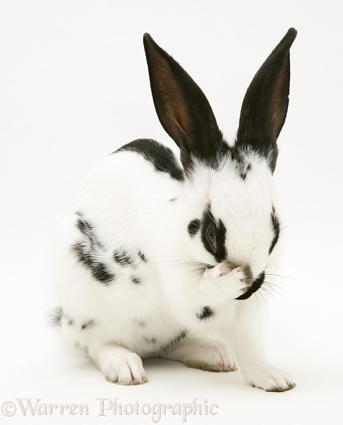 Black-and-white rabbit, white background