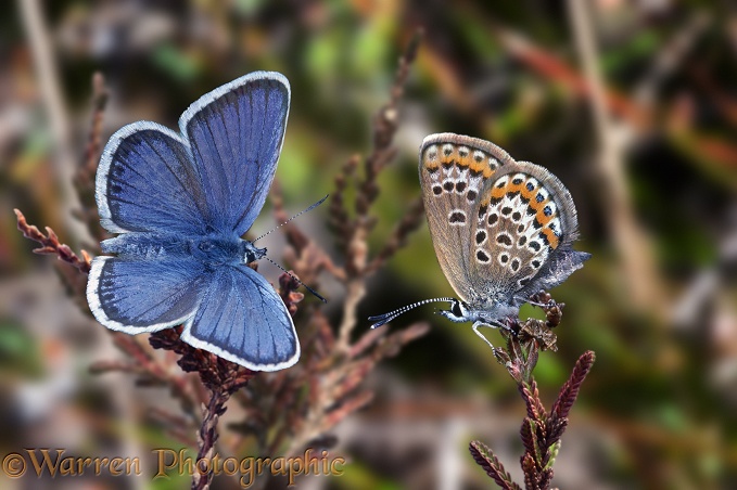 Silver-studded Blue Butterfly (Plebejus argus) pair.  Europe