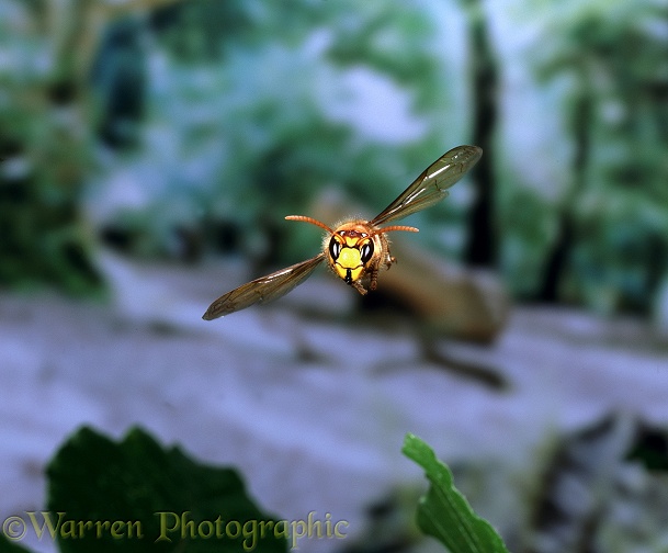 Hornet (Vespa crabro) worker in flight illustrating how head is held level while insect is banking.  Europe