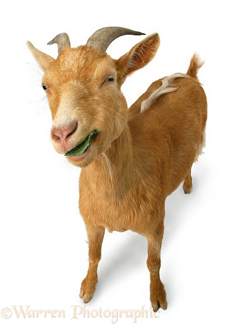 Pygmy x Golden Guernsey female goat, white background